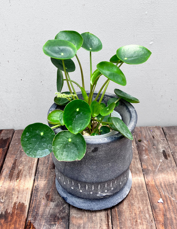 ピレア ペペロミオイデス♪陶器鉢植え♪まぁるい葉が可愛い♪観葉植物♪ 2枚目の画像