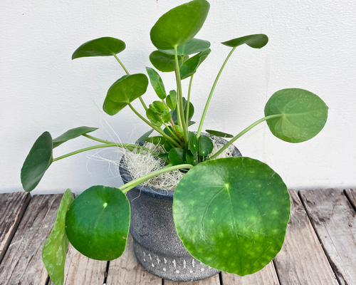 ピレア ペペロミオイデス♪陶器鉢植え♪まぁるい葉が可愛い♪観葉植物
