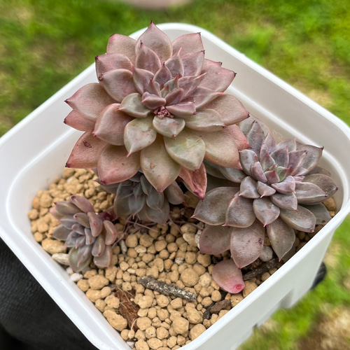 多肉植物　エルメス　韓国苗 多肉植物エルメス韓国苗