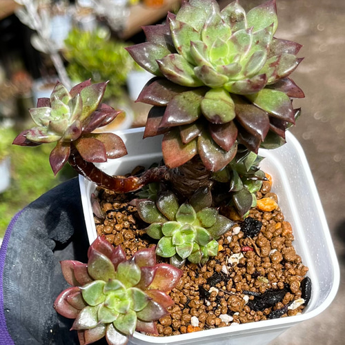 多肉植物エルメス韓国苗