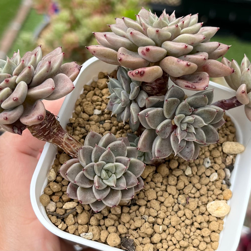 多肉植物　エルメス　韓国苗 多肉植物エルメス韓国苗