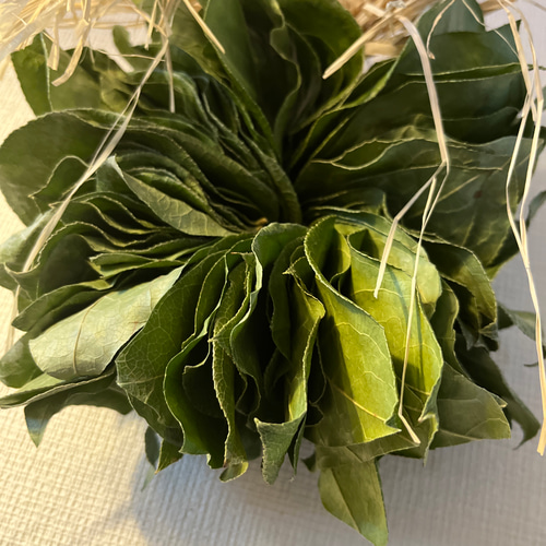 レモンリーフリース 20センチ ドライフラワー s.sumi 通販 15652097