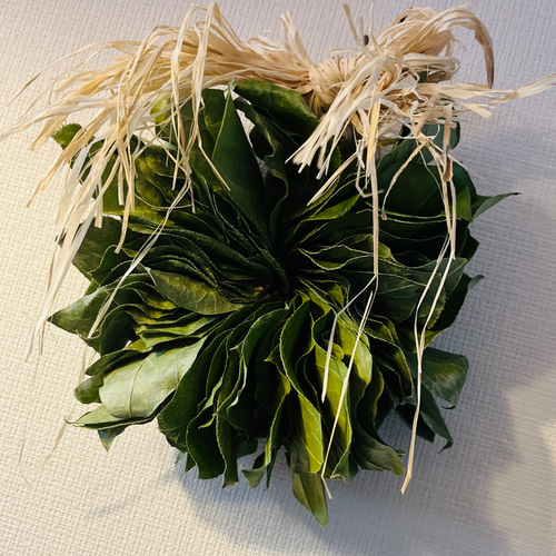 レモンリーフリース 20センチ ドライフラワー s.sumi 通販 15652097
