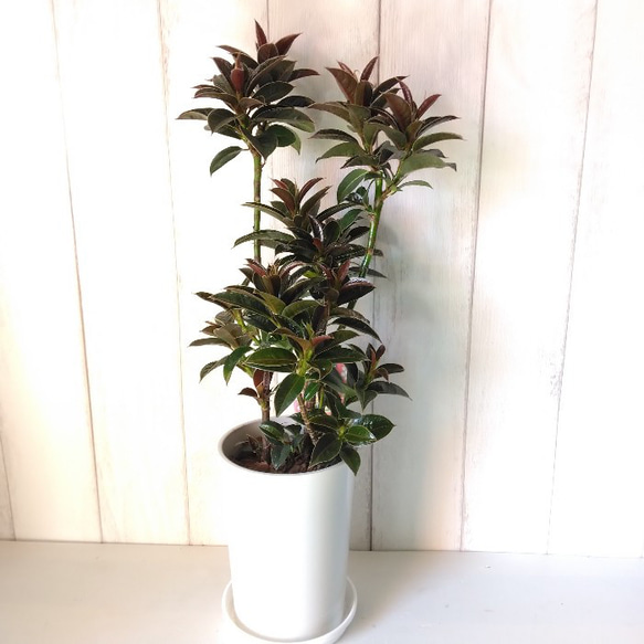 現品】珍しい フィカス・マイクロゴム 葉色の個性的な観葉植物 高さ56 