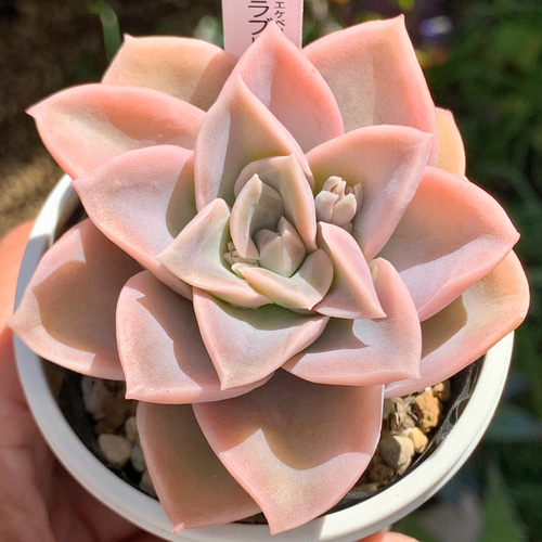 人気品種！☆ラブリーローズ 多肉植物 自家栽培 国産 多肉植物