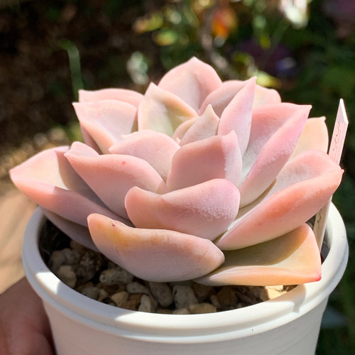 人気品種！☆ラブリーローズ 多肉植物 自家栽培 国産 多肉植物