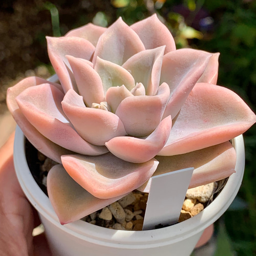 人気品種！☆ラブリーローズ 多肉植物 自家栽培 国産 多肉植物 美