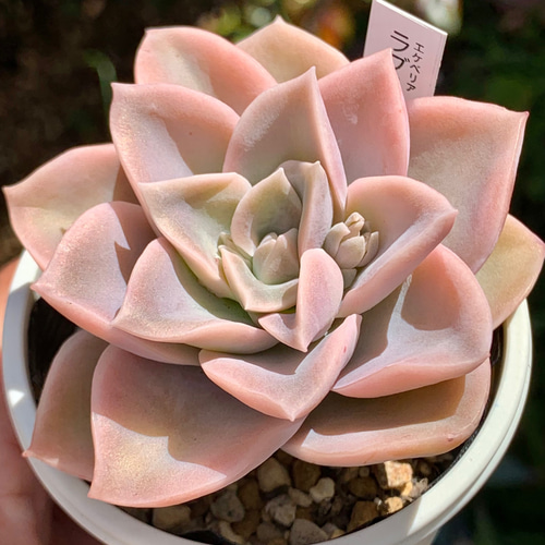 人気品種！☆ラブリーローズ 多肉植物 自家栽培 国産 多肉植物 美