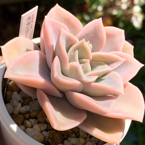 人気品種！☆ラブリーローズ 多肉植物 自家栽培 国産 多肉植物 美