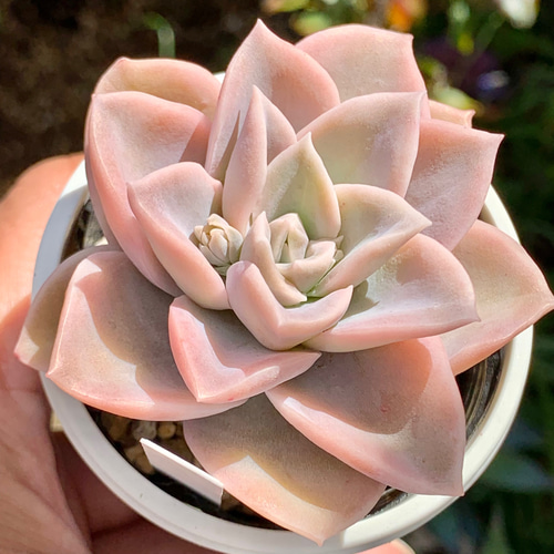 人気品種！☆ラブリーローズ 多肉植物 自家栽培 国産 多肉植物 美