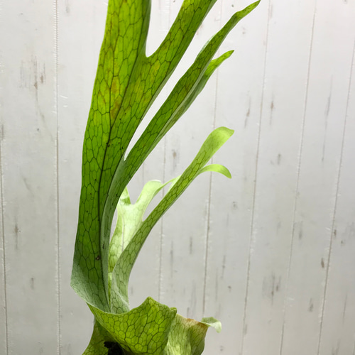 厳選株！ ビカクシダ グランデ Platycerium grande 3号 その他