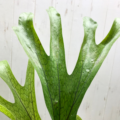 厳選株！ ビカクシダ グランデ Platycerium grande 3号 その他