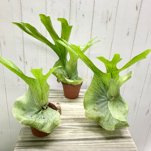 厳選株！ ビカクシダ グランデ Platycerium grande 3号 その他