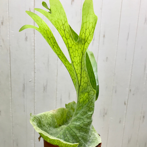 厳選株！ ビカクシダ グランデ Platycerium grande 3号 その他