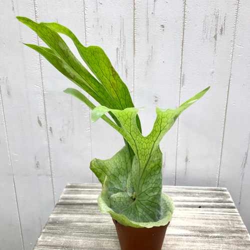 厳選株！ ビカクシダ グランデ Platycerium grande 3号 その他