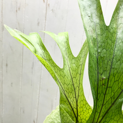 P.Grande 超大株/美株　グランデ P.Grande 超大株/美株 グランデ