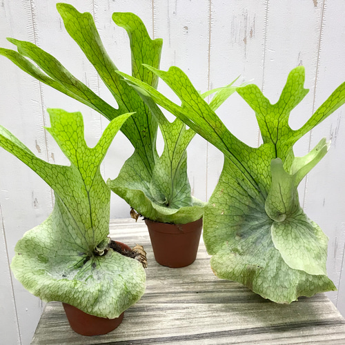 厳選株！ ビカクシダ グランデ Platycerium grande 3号 その他