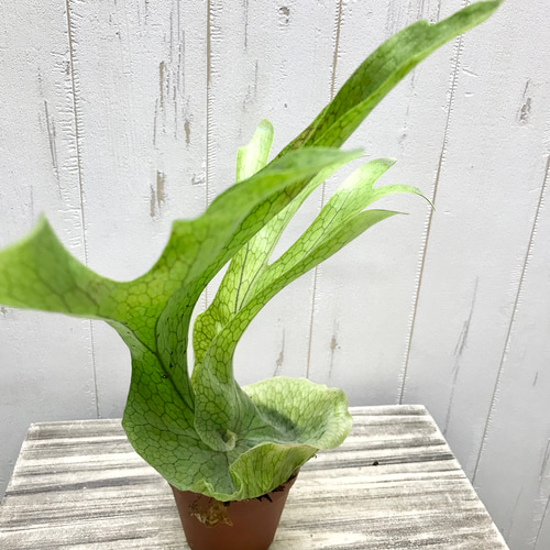 ビカクシダ　グランデ　platycerium grande Platycerium grande ビカクシダ グランデ ビカクシダ原種 植物 シダ