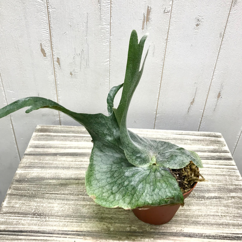 厳選株！ ビカクシダ グランデ Platycerium grande 3号 その他