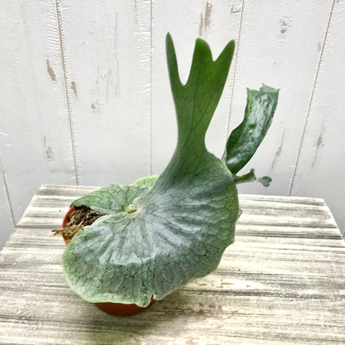 厳選株！ ビカクシダ グランデ Platycerium grande 3号 その他