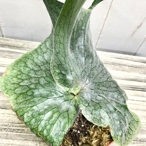 ビカクシダ　グランデ　platycerium grande Platycerium grande ビカクシダ グランデ ビカクシダ原種 植物 シダ