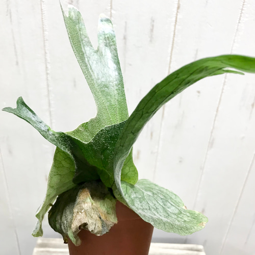 厳選株！ ビカクシダ グランデ Platycerium grande 3号 その他