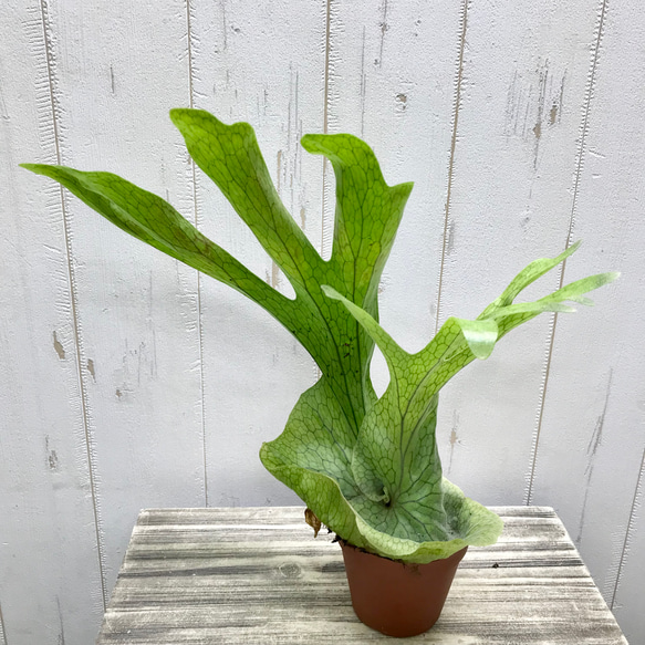 厳選株！ ビカクシダ グランデ Platycerium grande 3号 その他