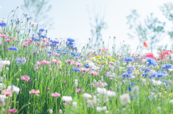 ２０×１５ハーフリネンの歯ブラシ・コップ袋　おしゃれ　可愛い♡　花　グレージュ　入園☆入学 7枚目の画像