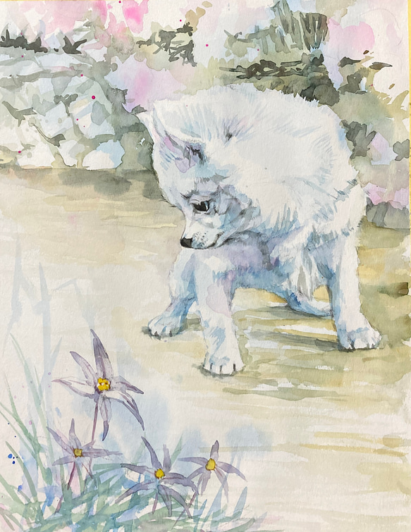 送料無料「ハナニラと仔犬」透明水彩原画F6サイズ額装込み 絵画 窪田