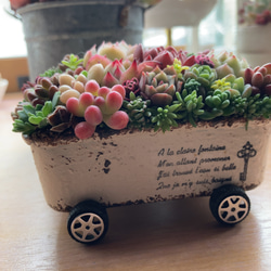 ギフト オーダー制 多肉植物 寄せ植え そのまま飾れる ちまちま