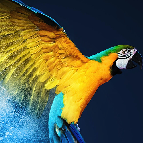 アートポスター 青と黄色のコンゴウインコ 幻想的な粉塵アート モダン