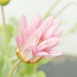 再入荷花苗 アークトチス プルミエ シフォン 3.5号 多年草 シルバーリーフ 人気品種 ピンク 育てやすい 2枚目の画像