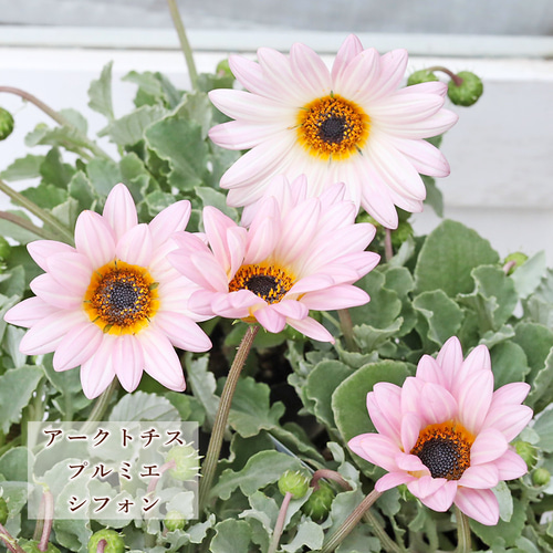 紫陽花とシロタエギクのミニオーバルリース 花苗 アークトチス プルミエ シフォン 3.5号 多年草 シルバーリーフ