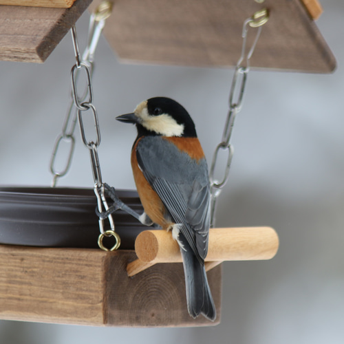 ことりのカフェ バードフィーダー 4本吊り 屋根巾18cm 中サイズ 各色