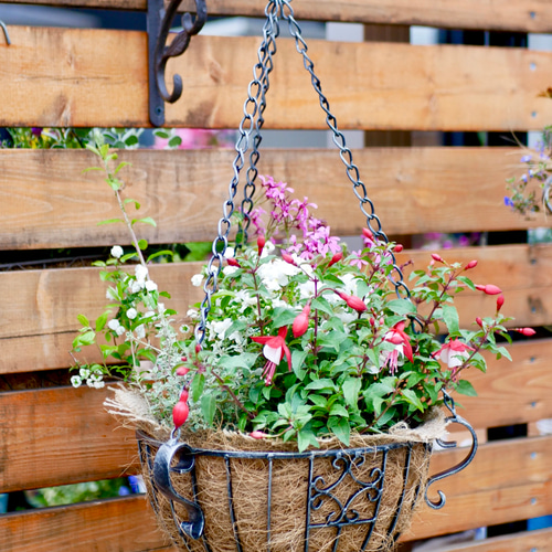 重厚感のあるアイアン バスケット フクシア チェリーホワイト 寄せ植え