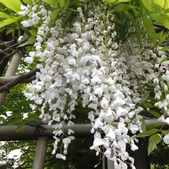 リアル白藤花ノ香　15ml 　リアル花ノ香　曼陀羅寺  藤の花の　レディース　香水 5枚目の画像