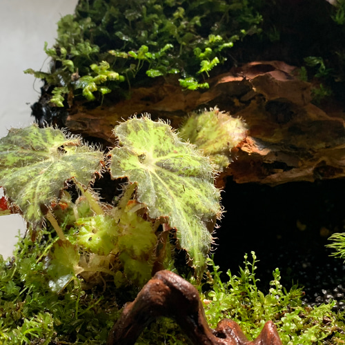 No.90 カエルリウム　イモリウム　テラリウム　苔テラリウム　苔アート 57 イモリウム カエルリウム 苔アート 苔テラリウム テラリウム