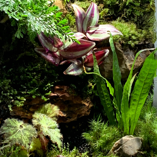 57 イモリウム カエルリウム 苔アート 苔テラリウム テラリウム