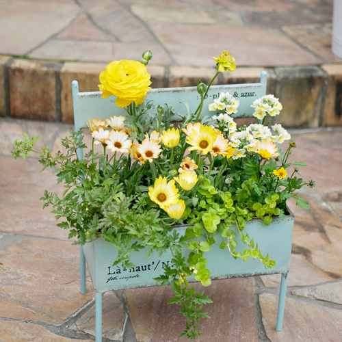 ベンチ型 ビタミンカラー 寄せ植え クレマチス ピクシー ビデンス ディ