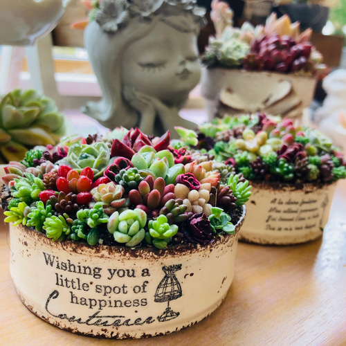 オーダー承ります 多肉植物寄せ植えそのまま飾れる ブーケ寄せ 多肉