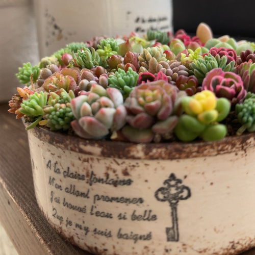オーダー承ります 多肉植物寄せ植えそのまま飾れる ブーケ寄せ 多肉