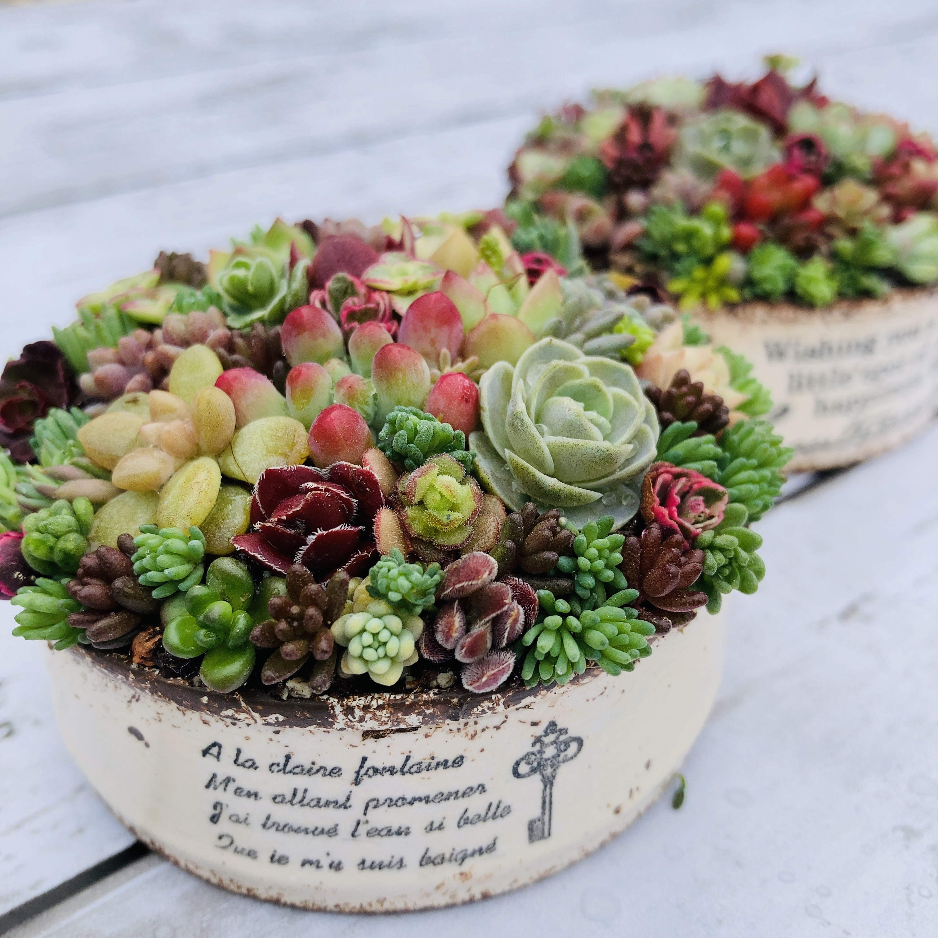 そのまま飾れる〜多肉植物寄せ植え(ハンドメイド)ハート乗り蜂さん ...