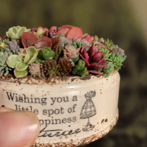 オーダー承ります 多肉植物寄せ植えそのまま飾れる ブーケ寄せ 多肉