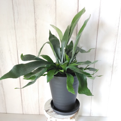 観葉植物 コウモリラン（ビカクシダ） 65cm 5号鉢と受け皿付き