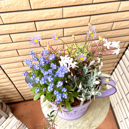 パープルのブリキ鉢に良い香りのハゴロモジャスミンの寄せ植え