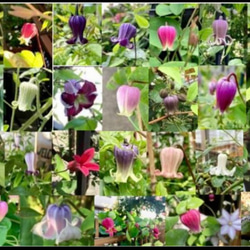 赤系壺型クレマチス10粒 多肉植物 植花夢 通販 12330122｜Creema(クリーマ)