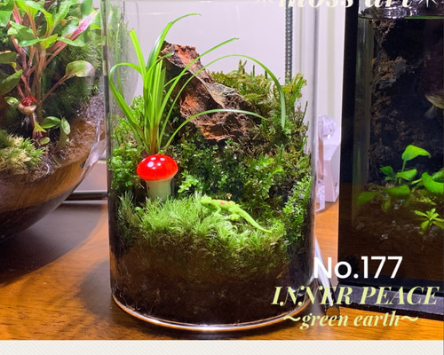 253 苔アート 苔テラリウム 完成品 テラリウム ✴︎green earth