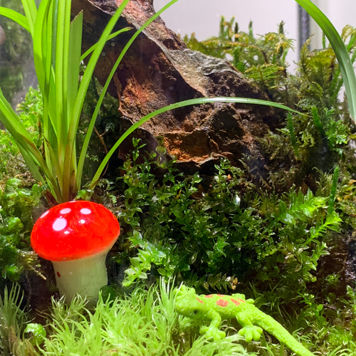177 苔アート 苔テラリウム トカゲ テラリウム ✴︎green earth