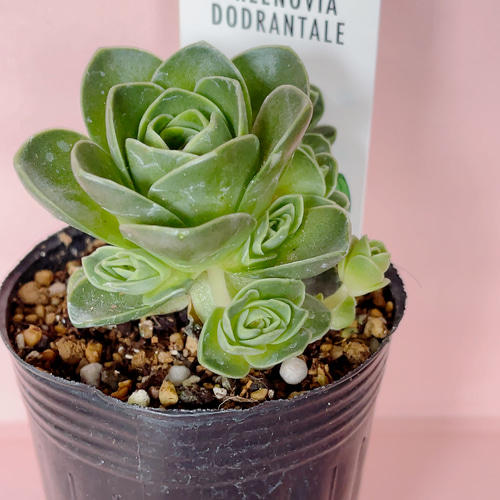 アエオニウム属 グリーノビア ドドランタリス 多肉植物 Obesa 通販