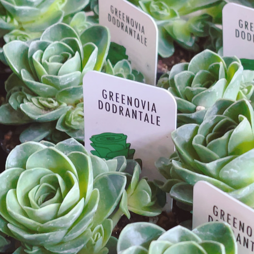 アエオニウム属 グリーノビア ドドランタリス 多肉植物 Obesa